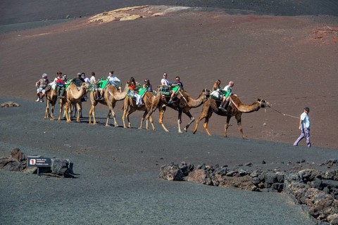 Tourists riding dromedaries in Timanfaya National Park