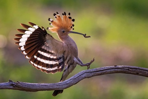 Hoopoe