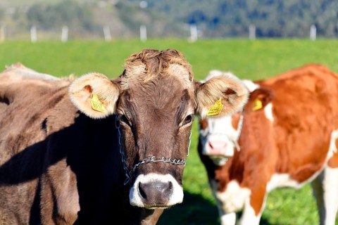 Female domestic cattles