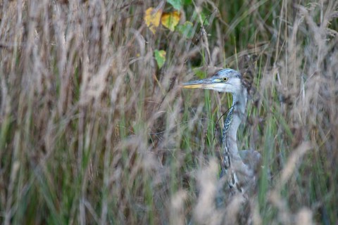 Grey heron