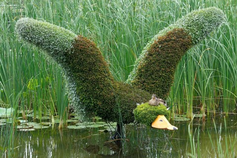 Duck