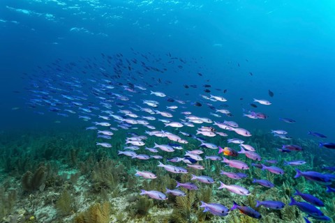 Shoal of barracuda waitin boy