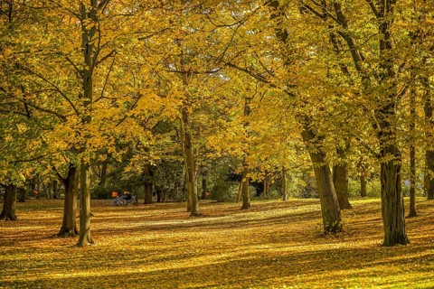 Autumn
