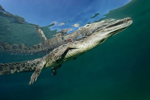 Pointed crocodile