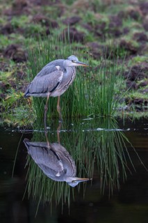 Grey heron