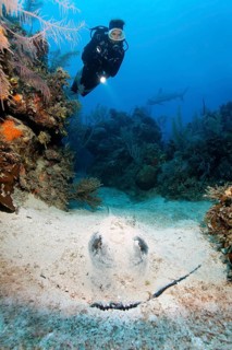 Diver looking at southern stingray