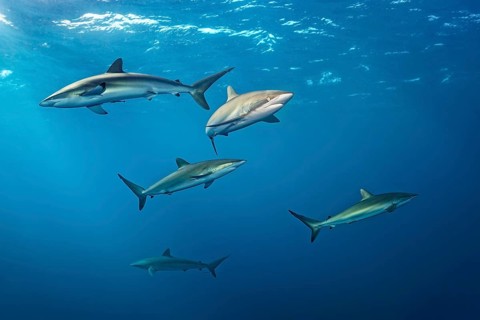 Shoal
