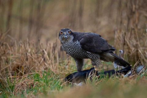 Northern goshawk