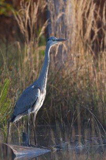 Grey heron