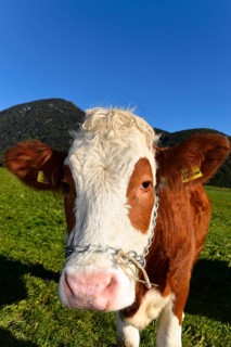Female domestic cattles