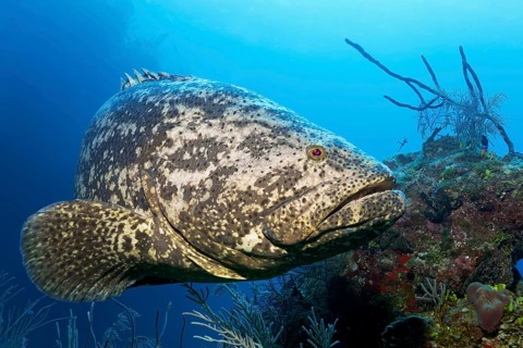 Atlantic goliath grouper