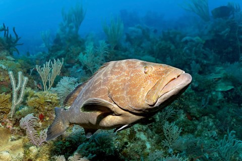 Tiger grouper