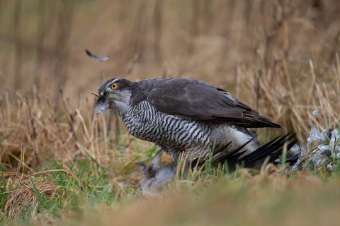 Northern goshawk