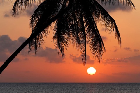 Silhouette of palm tree in the sunset over the sea