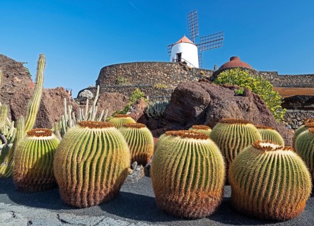 Jardin de Cactus