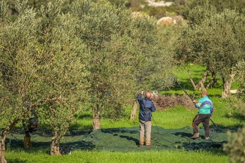 Olive harvest near Custonaci