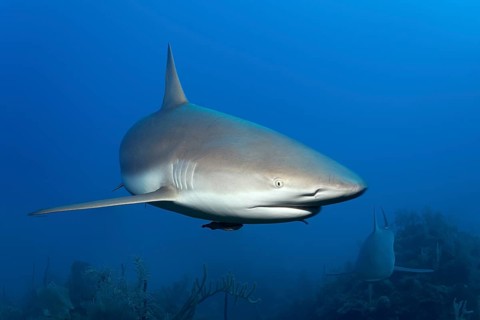 Caribbean reef shark