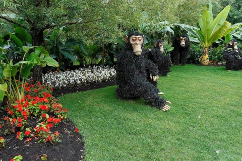 Monkey