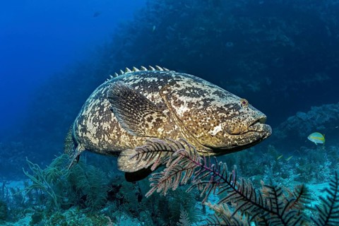Atlantic goliath grouper