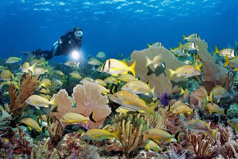 Diver looking at typical Caribbean coral reef with intact population of various soft corals