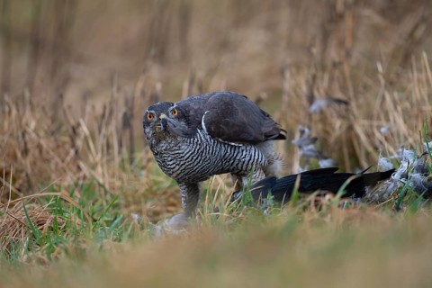 Northern goshawk
