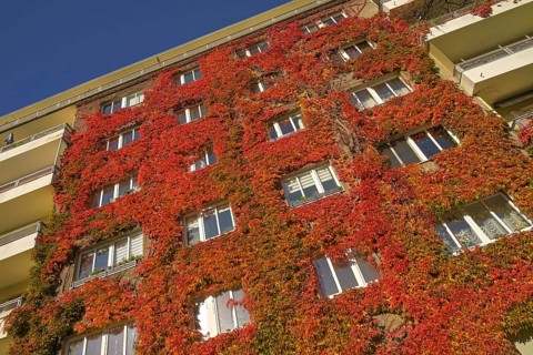 Autumn foliage