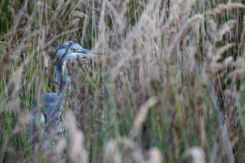 Grey heron