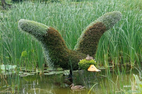 Duck