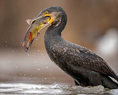 Great cormorant
