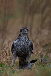 Northern goshawk