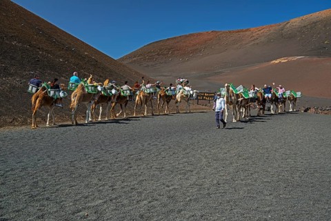 Tourists riding dromedaries in Timanfaya National Park