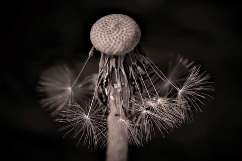 The last seeds of a withered dandelion