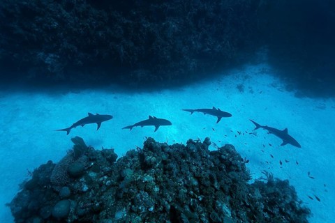 Caribbean reef shark
