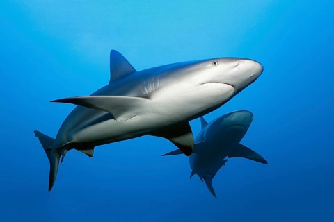 Caribbean reef shark