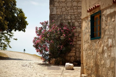 Shrub on house wall