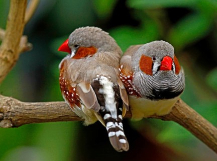Taeniopygia guttata