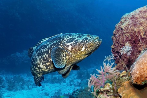 Atlantic goliath grouper