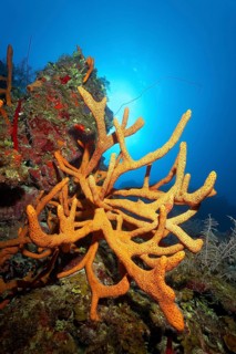 Scattered pore rope sponge
