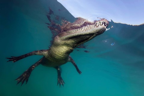 Pointed crocodile