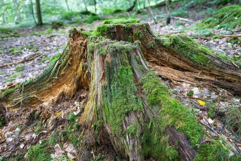 Rotten tree stump with moss in the total reserve