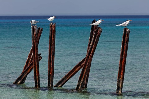 Royal tern