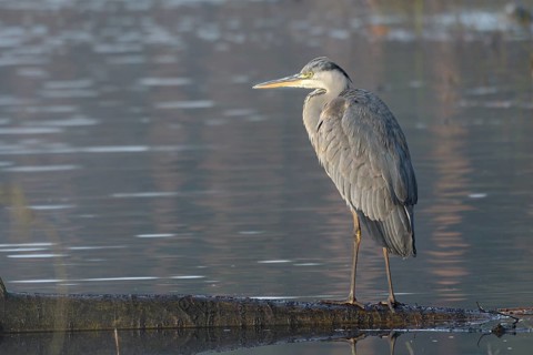 Grey heron