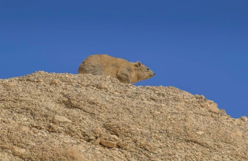 Rock hyrax