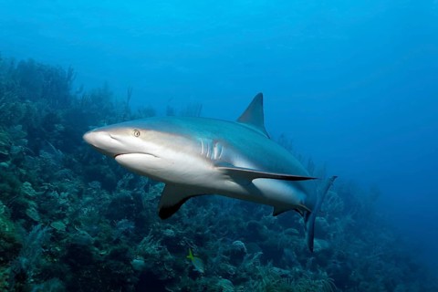 Caribbean reef shark