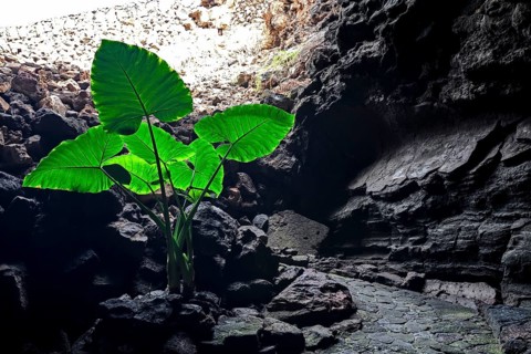 Entrance to Cueva de los Verdes