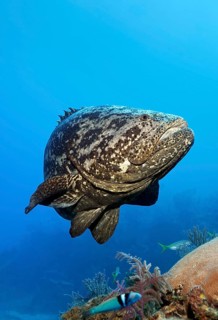 Atlantic goliath grouper