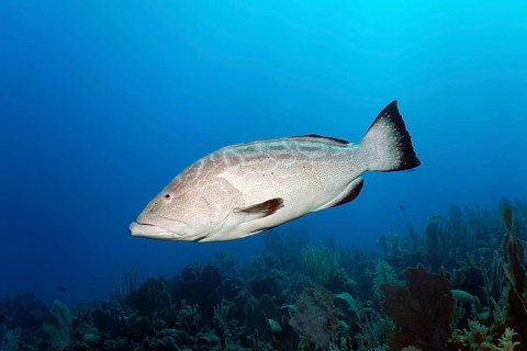 Black grouper