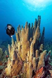 Divers looking at pillar coral