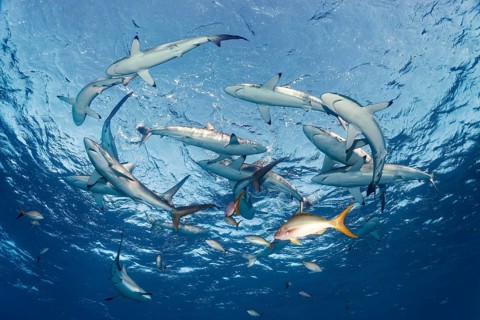 Shoal
