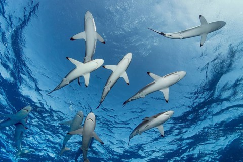 Shoal